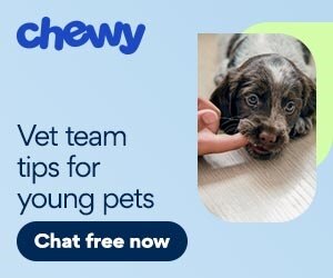 Vet Team Tips for Young Pets PUPPY.jpeg